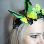 Green Yellow Butterfly and ..